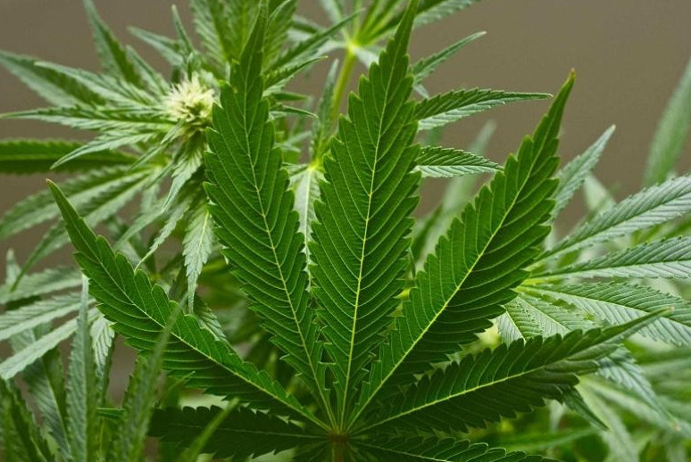 Түркістанда 200 келі есірткі тасымалдаған тұрғын ұсталды