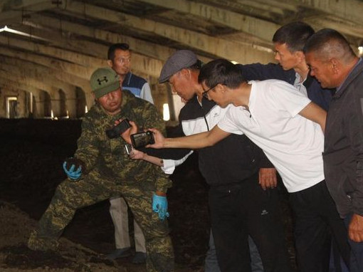 Калифорния шылаушынын өсірушілер көбейді