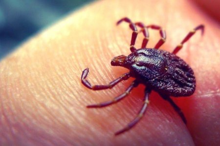 Кенеден келетін кесел