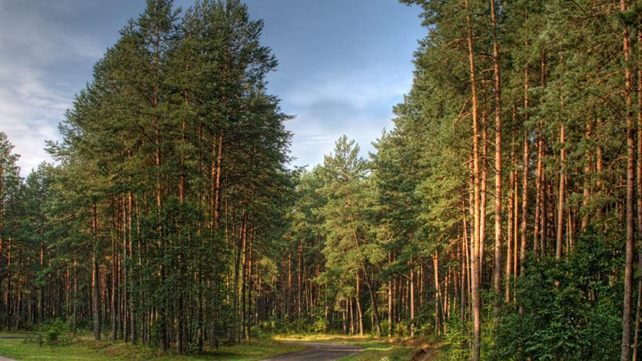 Орманымызды ойсыратып алмайық