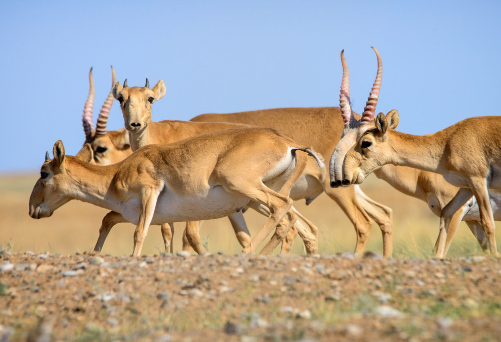 Құралай өрген барқытбел