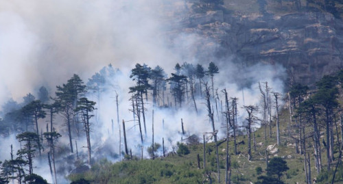 Қазақстан ормандарында 167 мың гектар жер өртенген