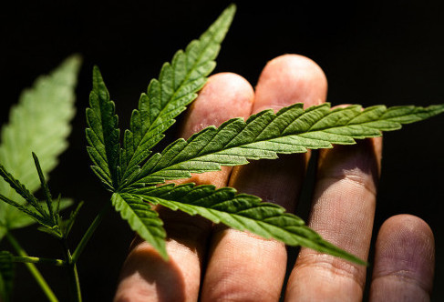 Теміртауда есірткі жасырған оқушы ұсталды