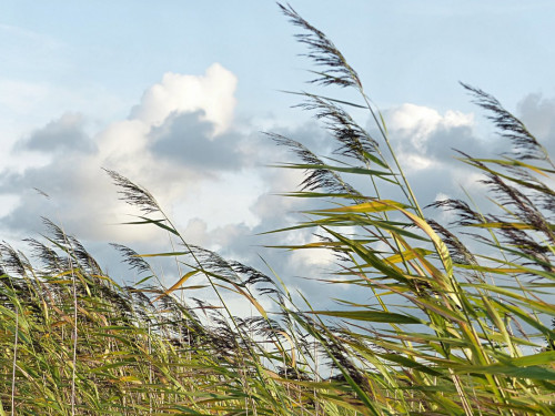 Бүгін еліміздің бірнеше облысында жел тұрады
