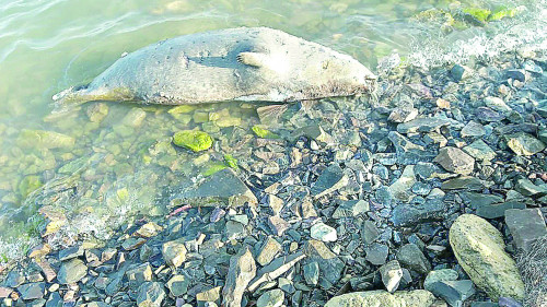 Итбалықтар неден қырылды?