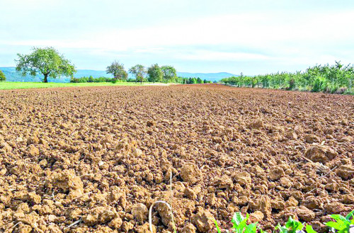 Күріш өнімін арттыратын жоба