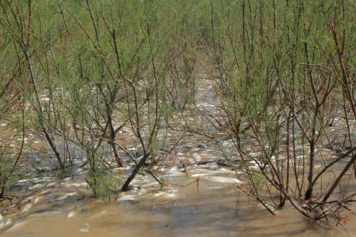 Қайраңда балық қырылды