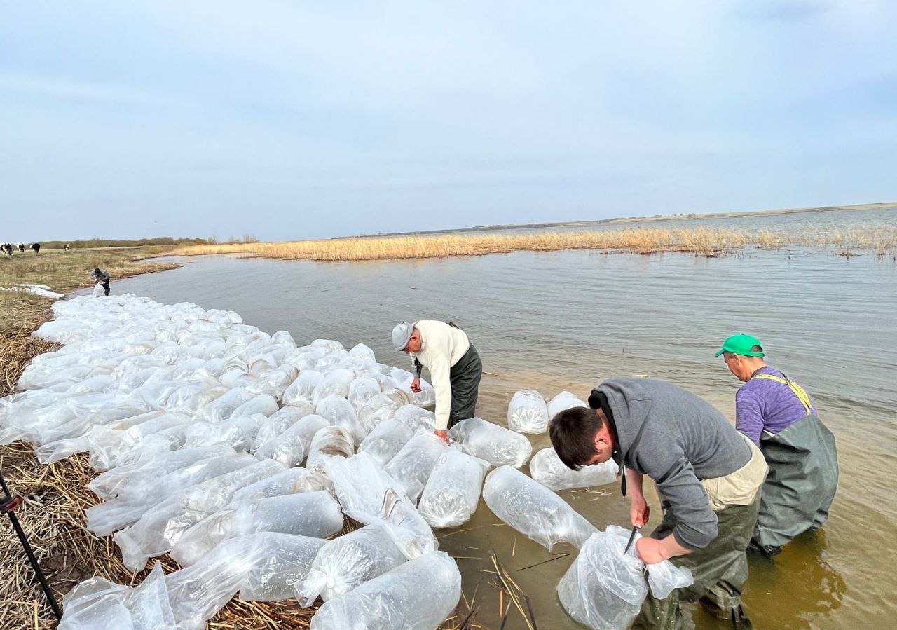 СҚО-да су қоймаларына ақсаха тұқымдас балық түрлерінің дернәсілі жіберілді