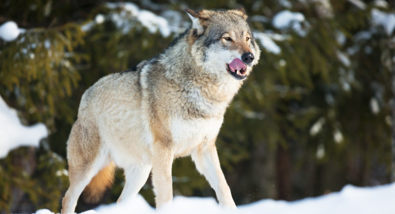 БҚО-да ауыл тұрғындарына қасқыр шауып, 4 адам зардап шекті