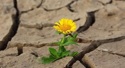 Еліміздің кейбір өңірлерінде құрғақшылық күтіледі