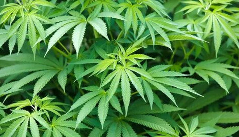 Ереже бұзған көліктен есірткі шықты