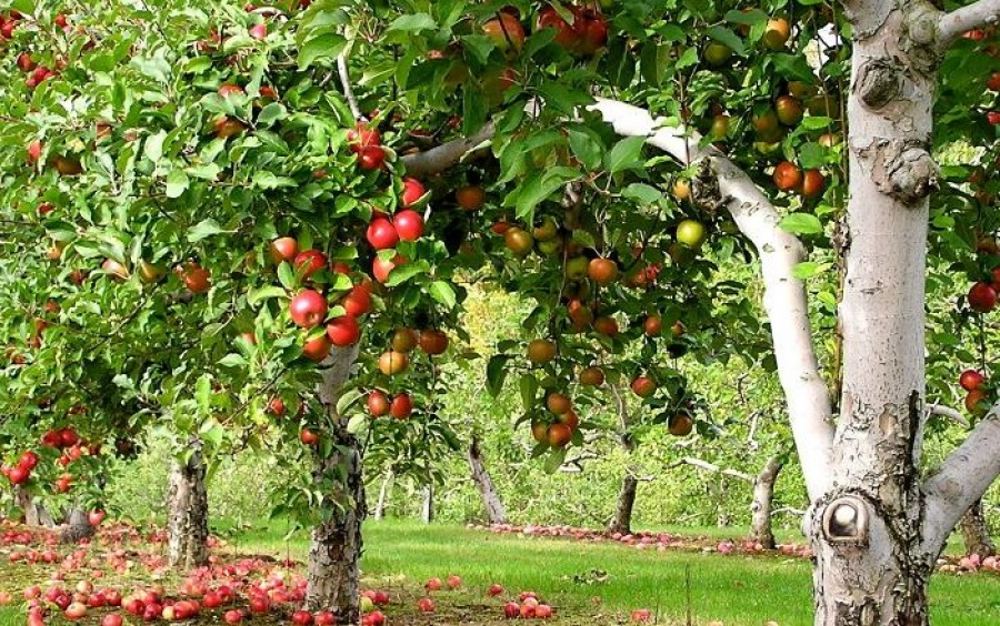 Ағаштарға қауіпті бактерияны анықтайды