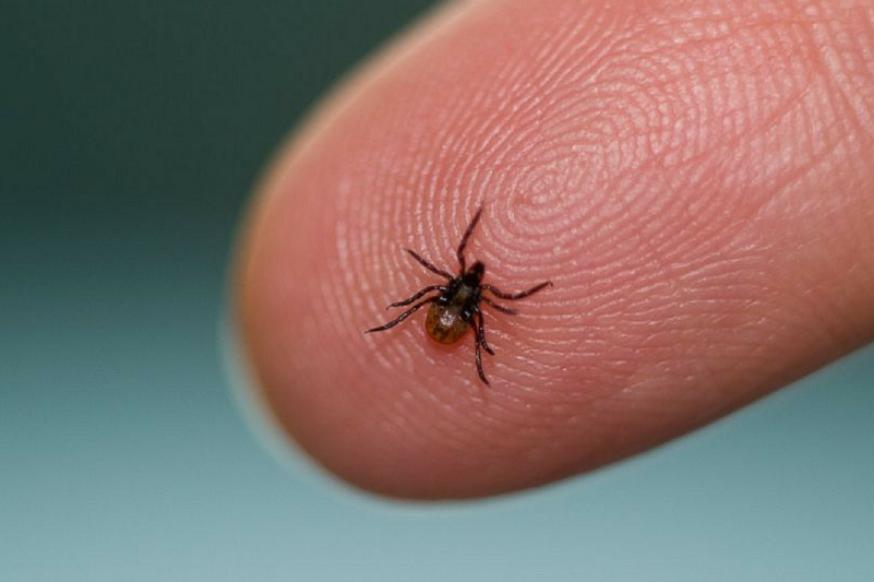 Кене шағудың кесапаты