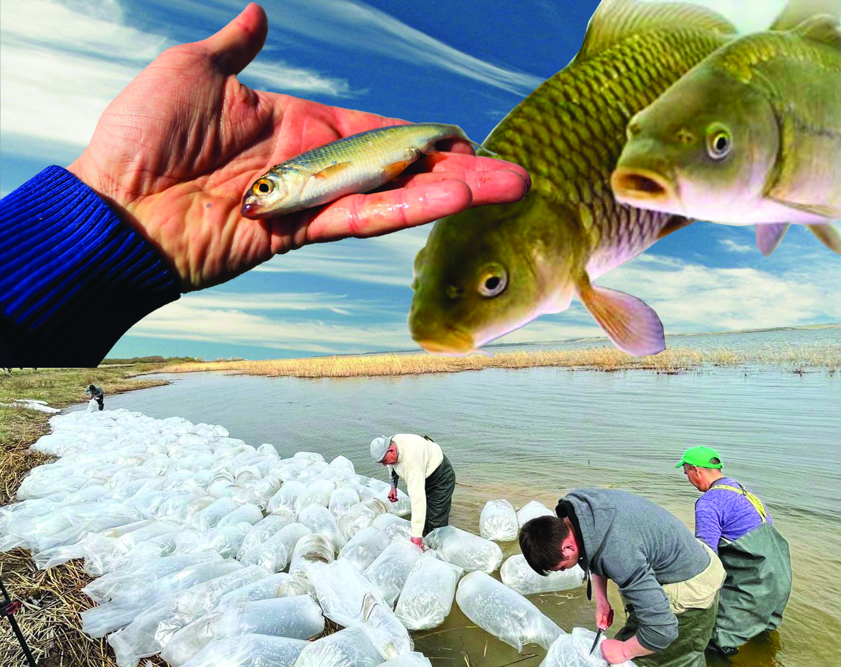 Су қоймаларындағы балық қоры көбейеді