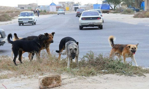 Ақтөбеде оқушы қызды қаңғыбас иттер талап тастады