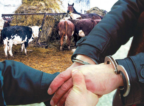 167 бас мал ұрлаған қылмыстық топ ұсталды