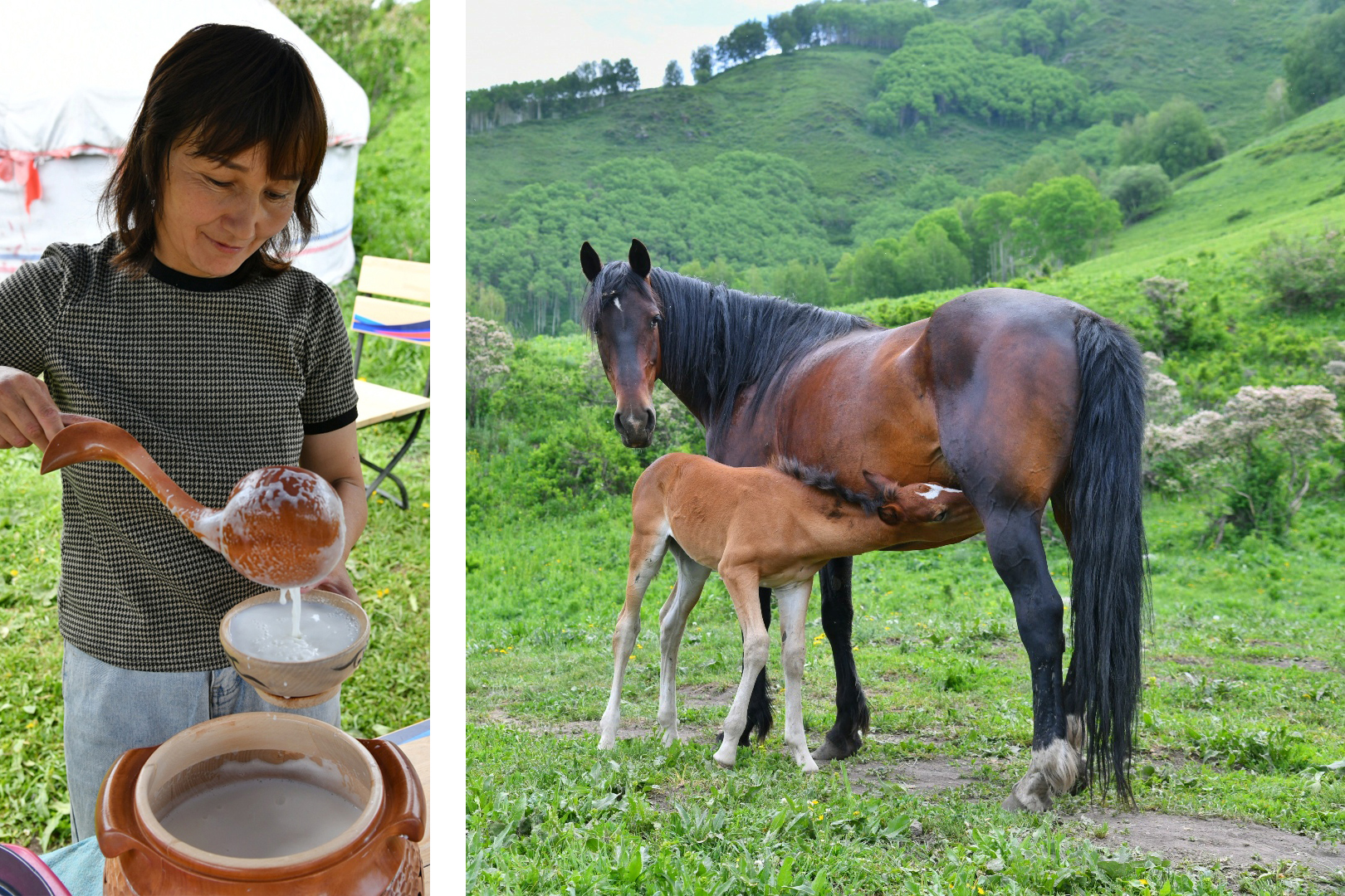 Қымыз қайда, қазақ қайда?..