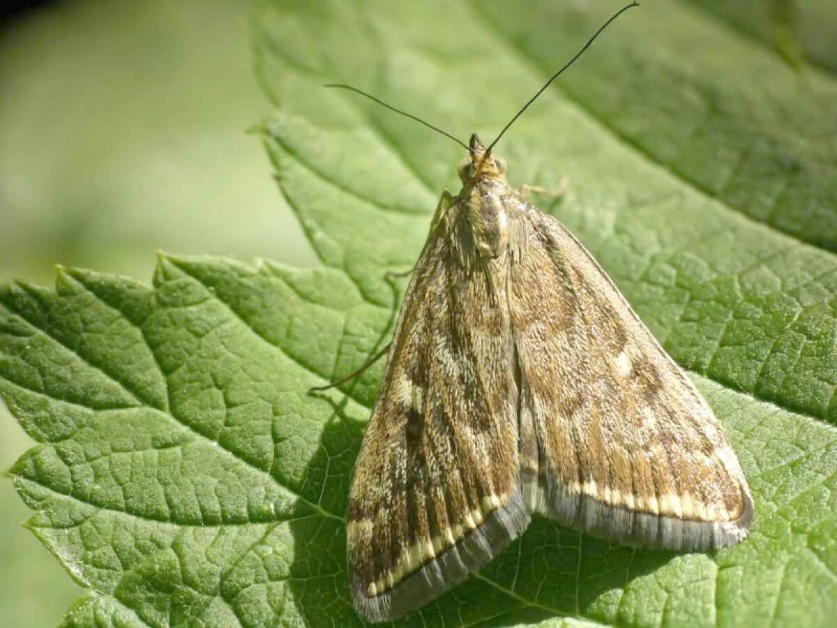 Шалғын көбелегінің шырғалаңы