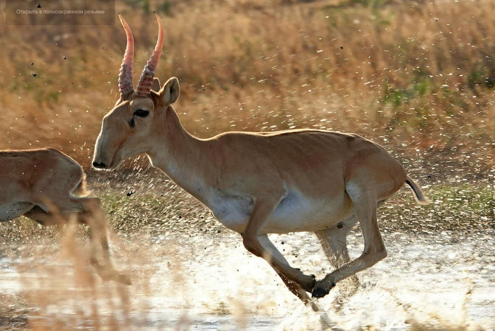 Киіктің киесі бар, жердің иесі бар