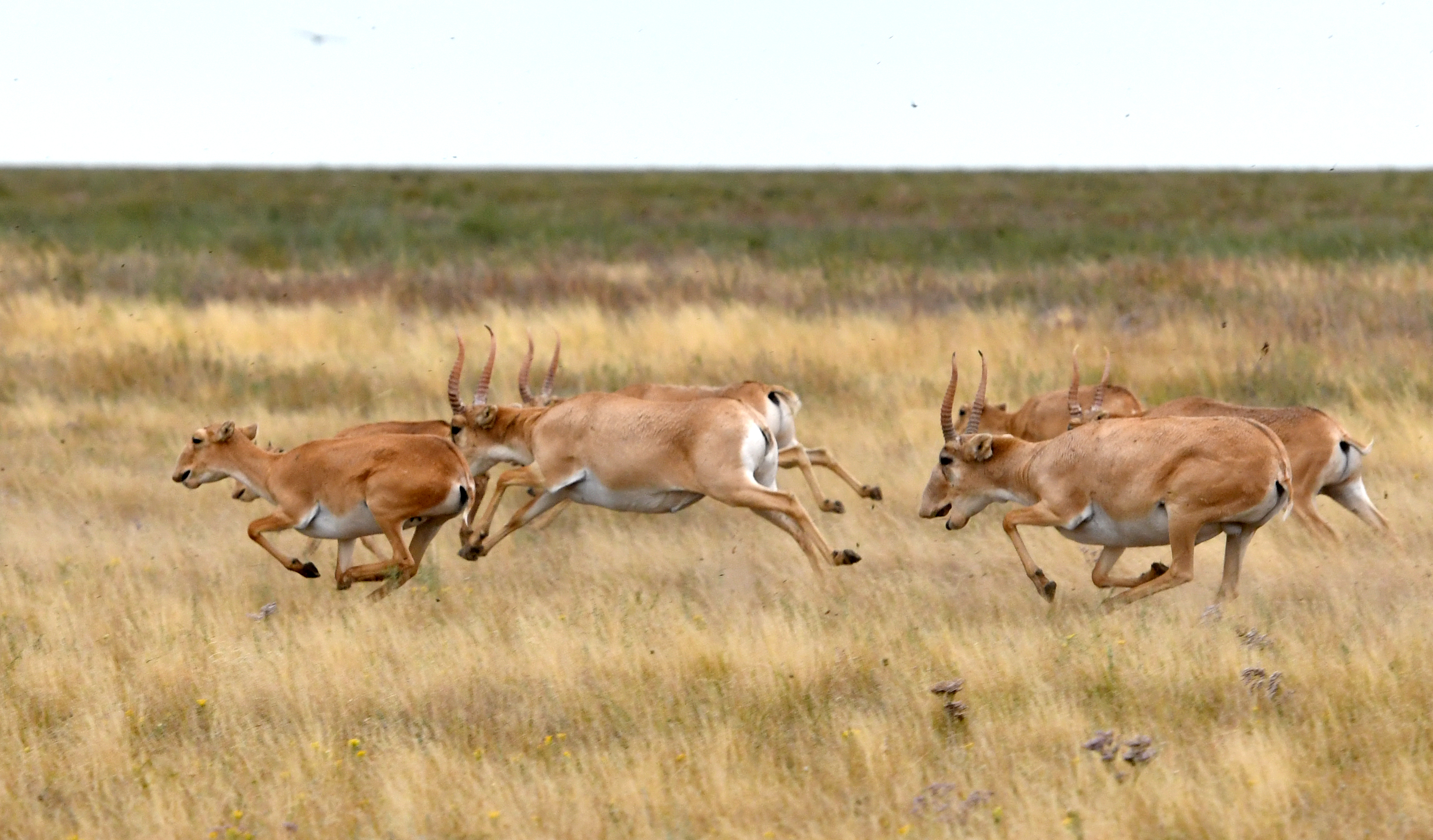 Кімге киік, кімге күйік...