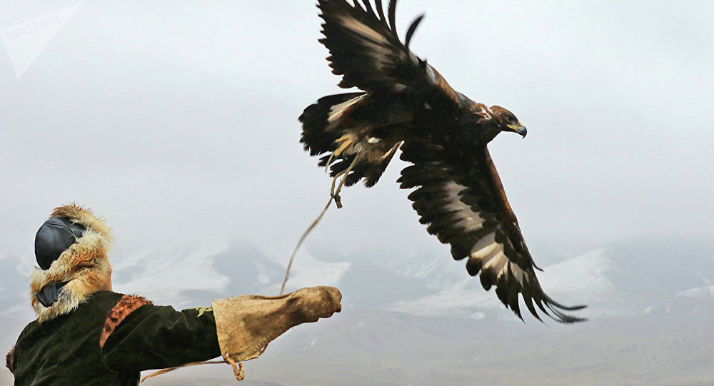 Бүркітпен аң қағу