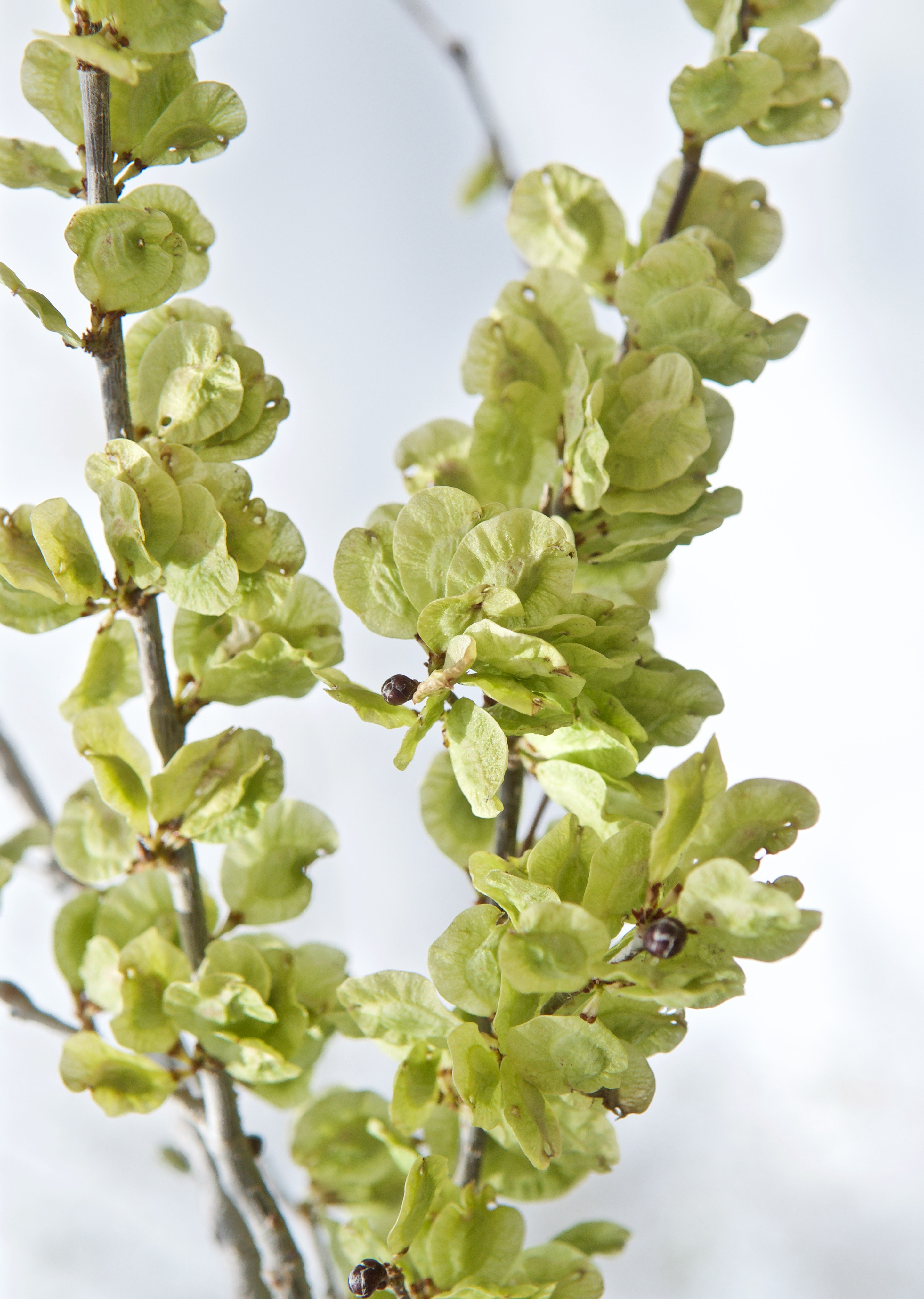 Қарағаш та гүлдейді