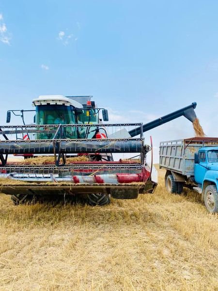 Оңтүстікте егінге орақ түсті