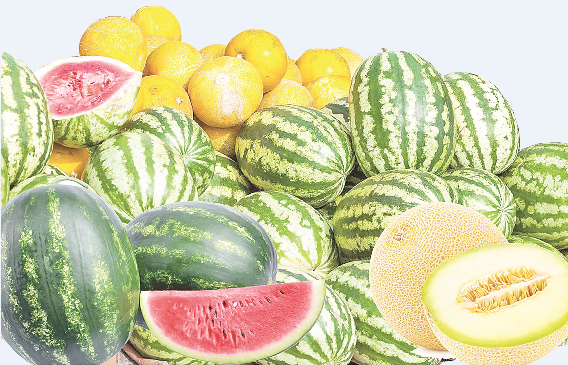 Жаз келді... көкөніс пісіп-жетілді