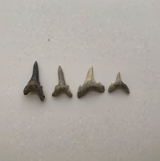 Акуланың тісі