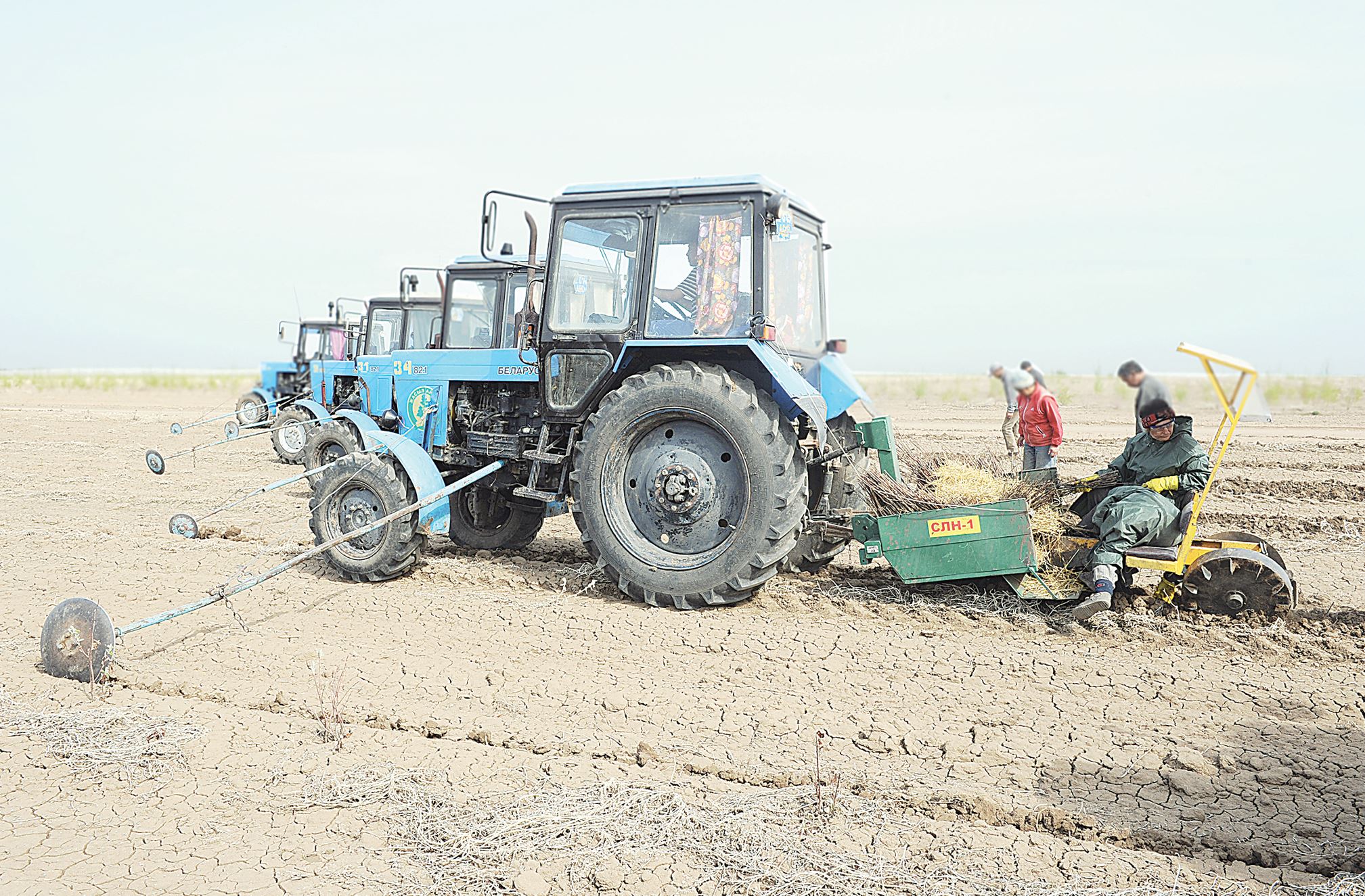 200 миллион түп көшет егіледі