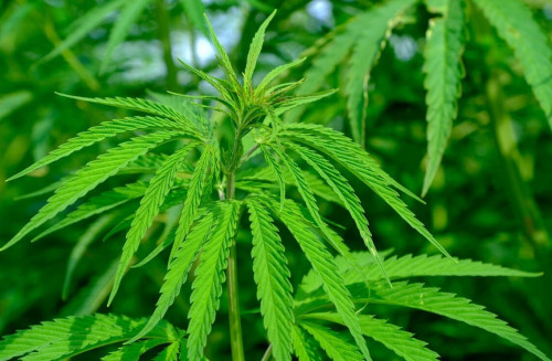 Елордада қарасора өсірген жігіттер ұсталды