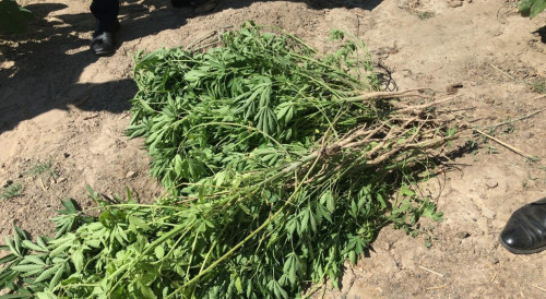 Қызылорда облысында ірі есірткі алқабы жойылды