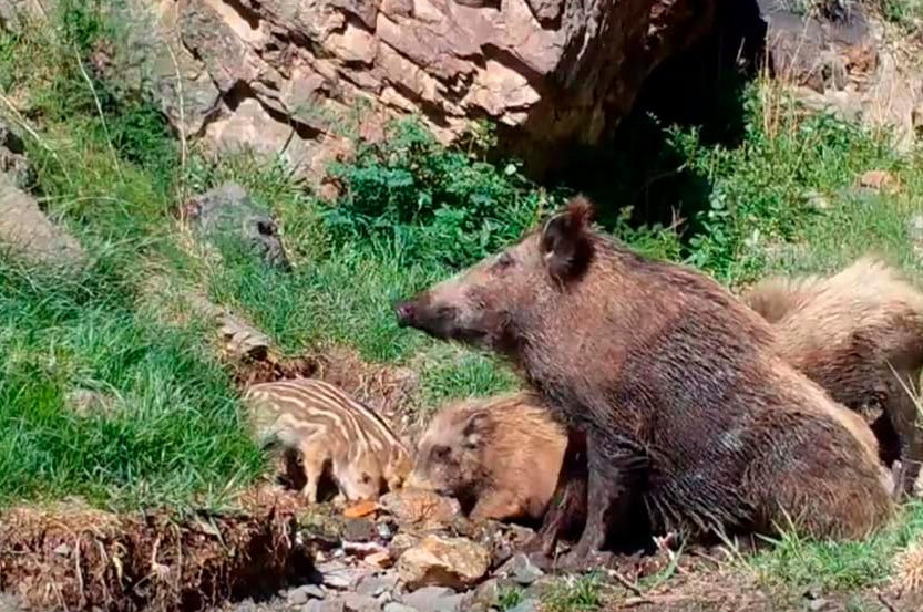 Алтын-Емел табиғи паркінде жабайы қабандар фототұзаққа түсіп қалды