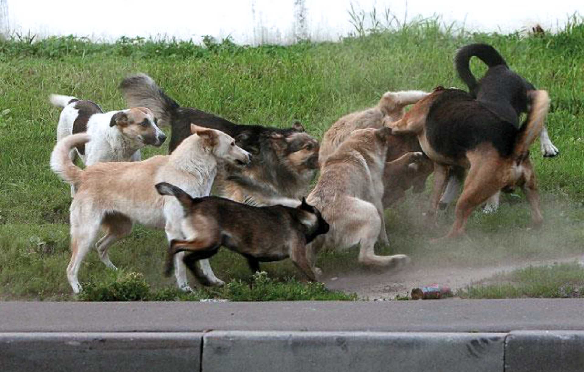 Қаңғыбас иттен қауіп көп