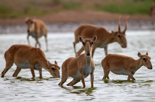 Қазақстан 80 мың киікті ататын болды