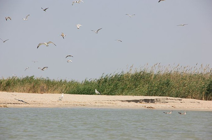 «Ақжайық» резерватында құстардың өлексесі табылды