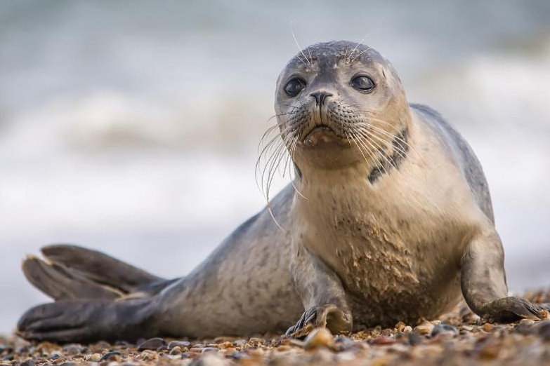 Президент Каспий итбалықтарының жағдайына алаңдаушылық білдірді
