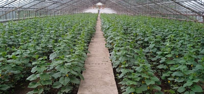 Қиярдан мол өнім алады