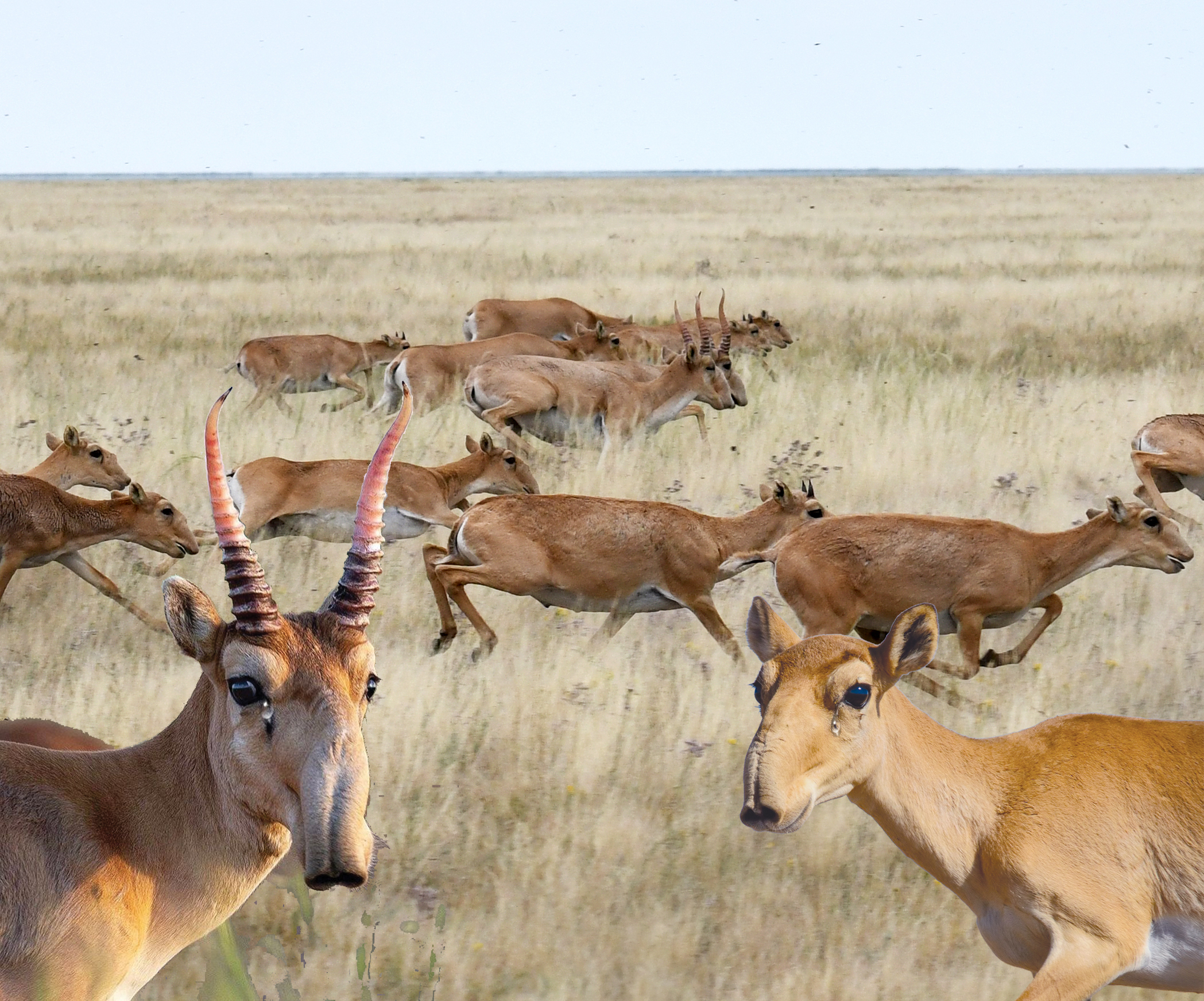 Киіктер кімге кедергі?