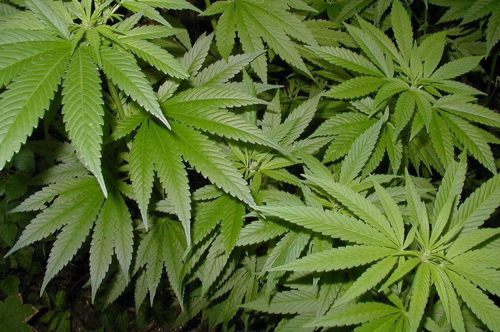 Қызылордада сора өсімдігін өсірген екі тұрғын ұсталды