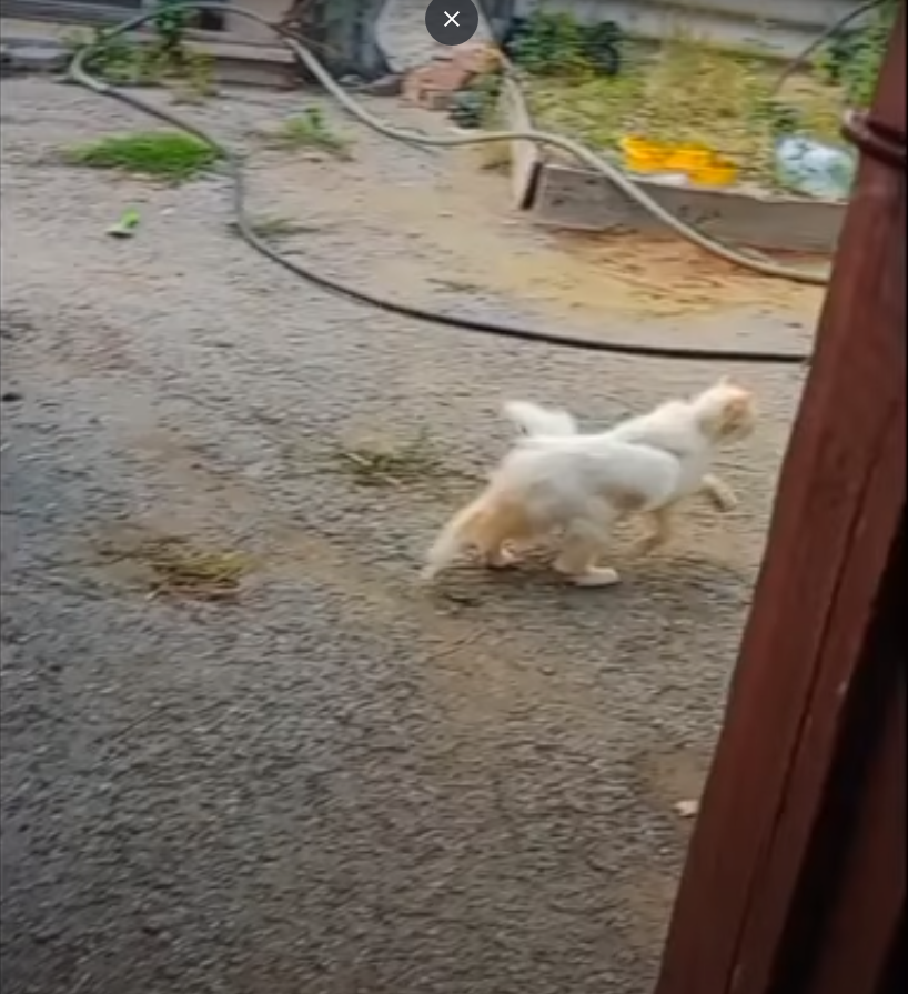 Ерекше мысық табылды