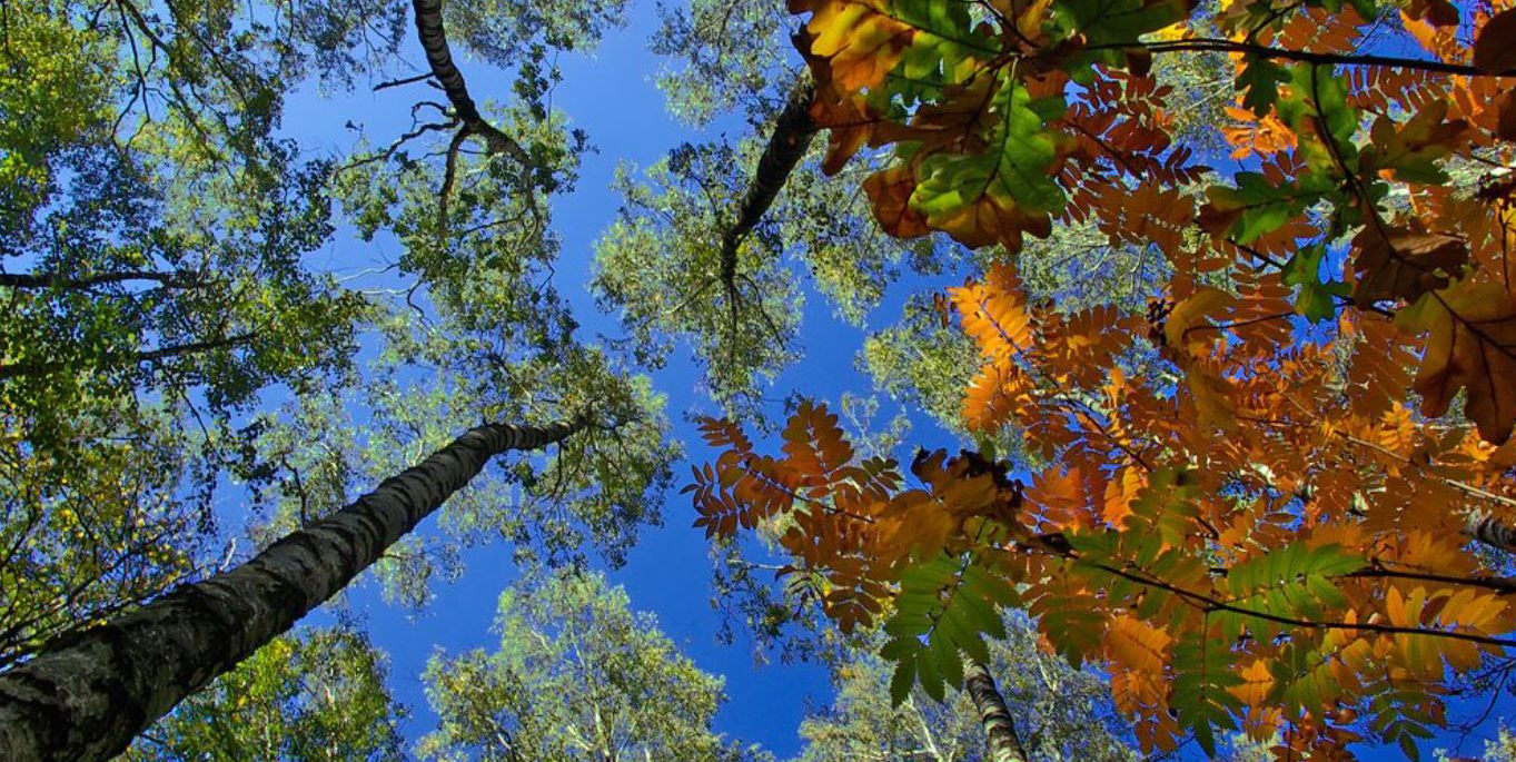 Жұпсыз көбелектің «жорығы»