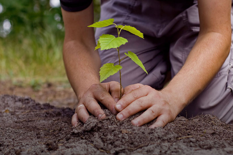 Тасқаланың жасыл белдеуі