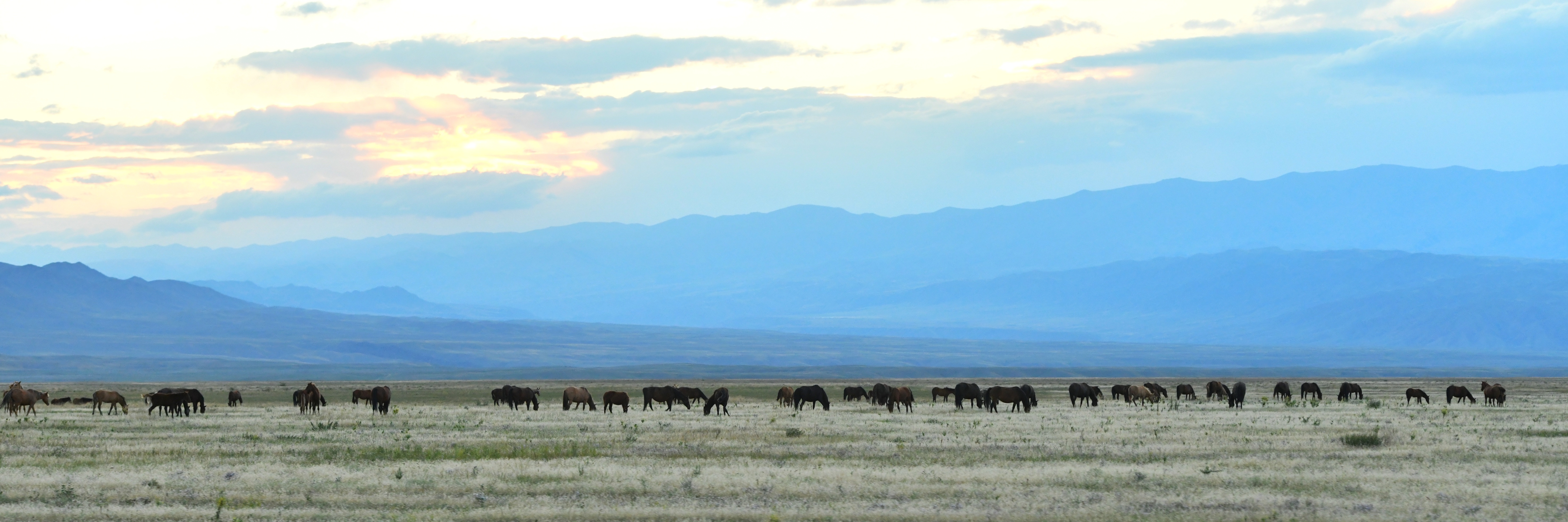 44 мың гектар жайылым қайтарылды