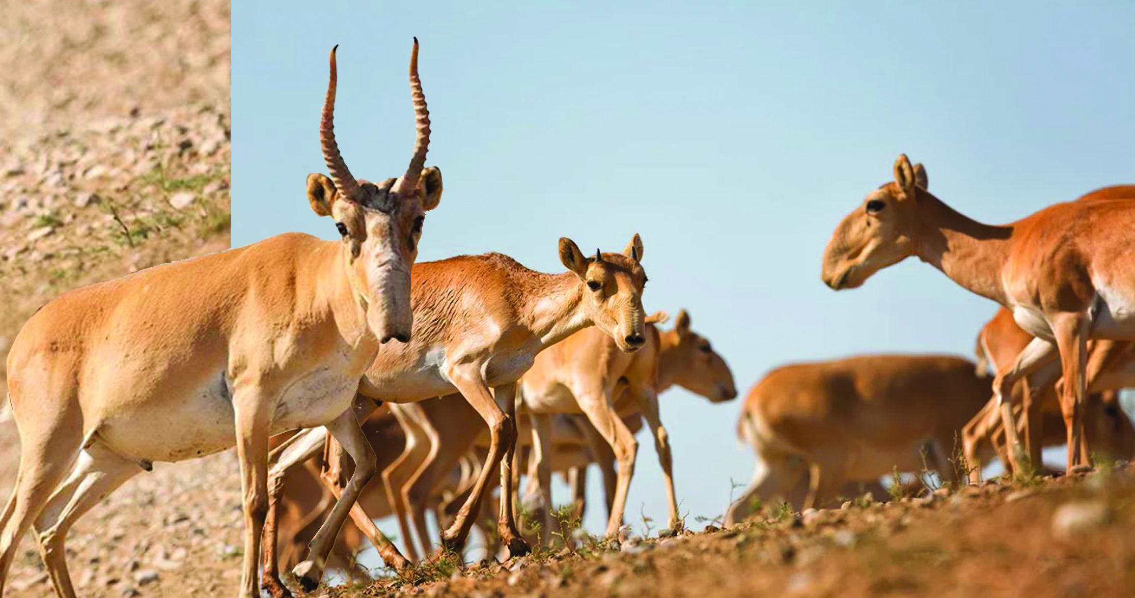 Киік санын тиімді реттеу күрделі ғылыми-зерттеуді қажет етеді