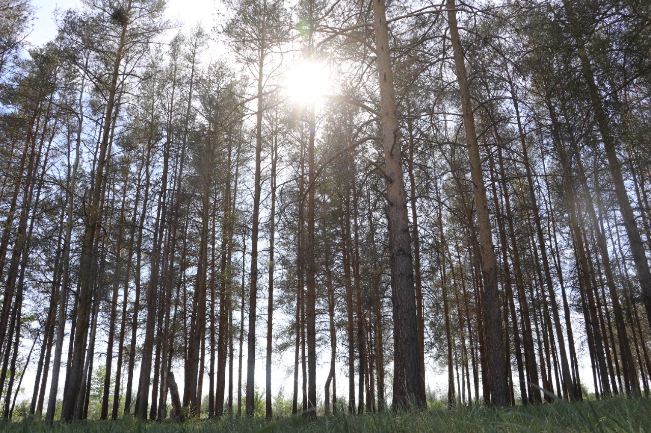 Көкжиде құм белдеуіне қорғаныш қажет