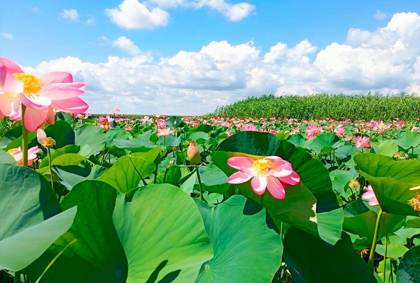 Су үстінде лотос гүлдеді