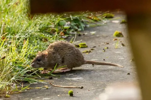 Кеміргіштен келер кесел көп