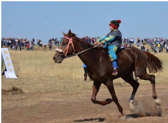 Ғасыр тұлпарының тағдыры немесе сәйгүліктің қасқа маңдайына тиген қамшы