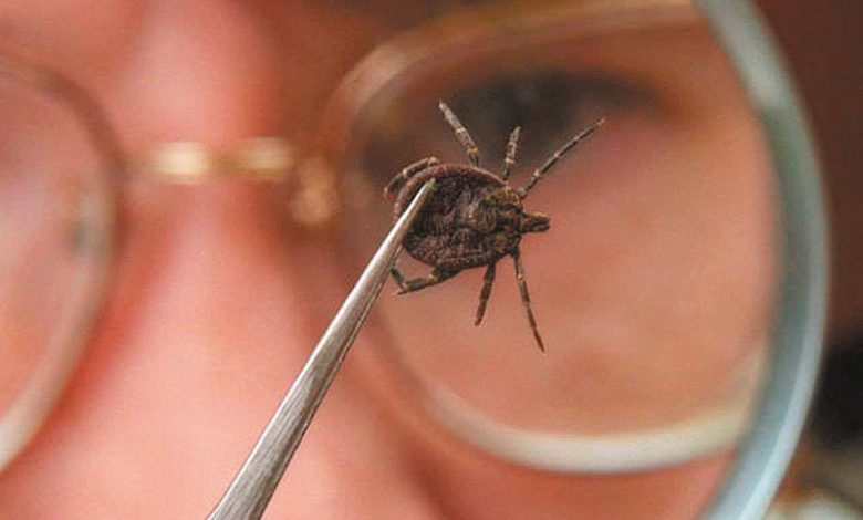 Мыңға жуық баланы кене шақты